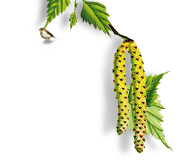 "Красный Холм Мебель" Столы и стулья из массива